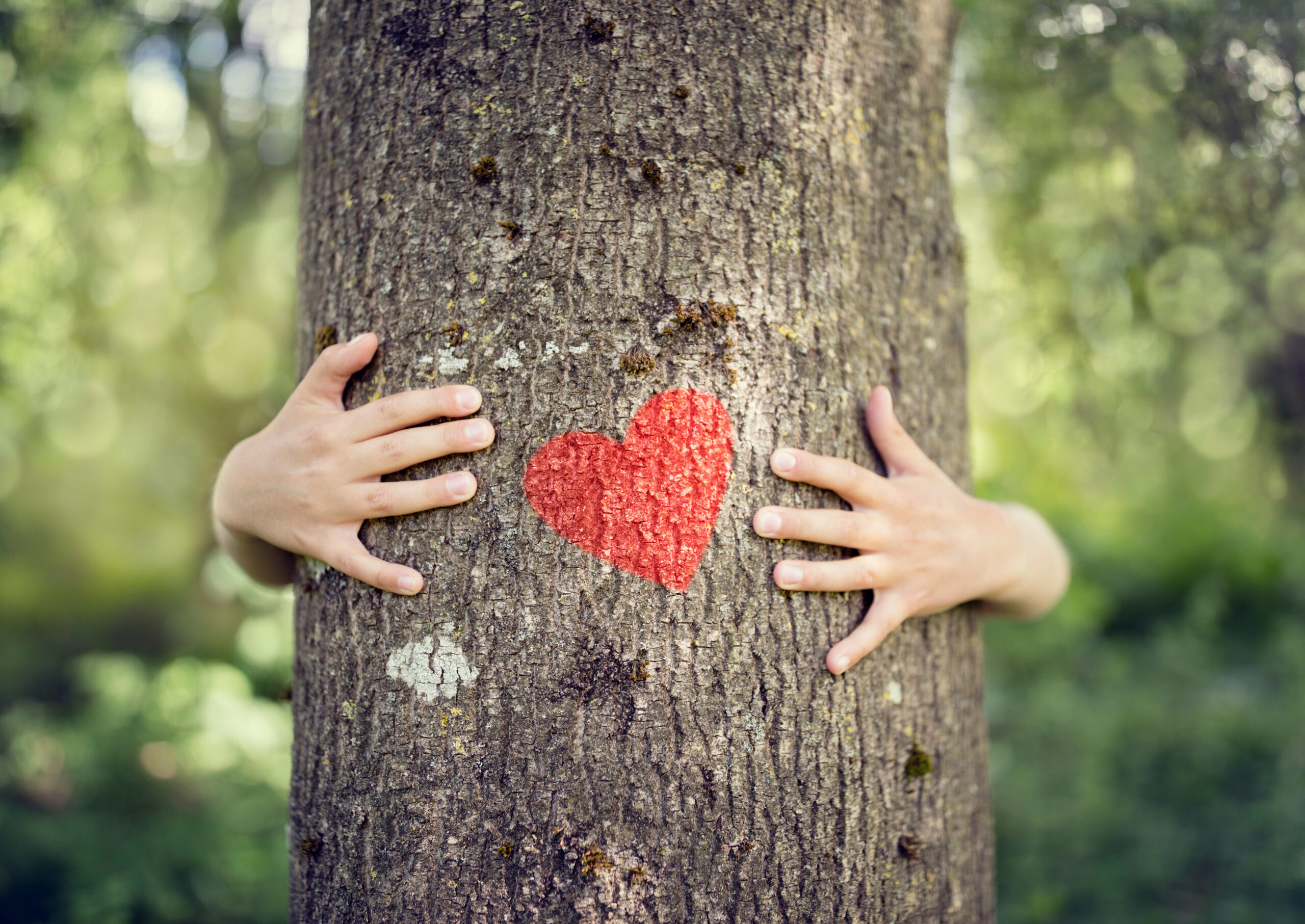 arbre avec un cœur