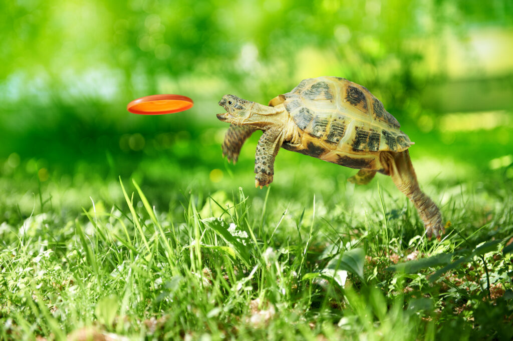 Turtle catches the frisbee